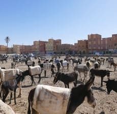 viajes-en-grupo-a-marruecos-burros-rissani